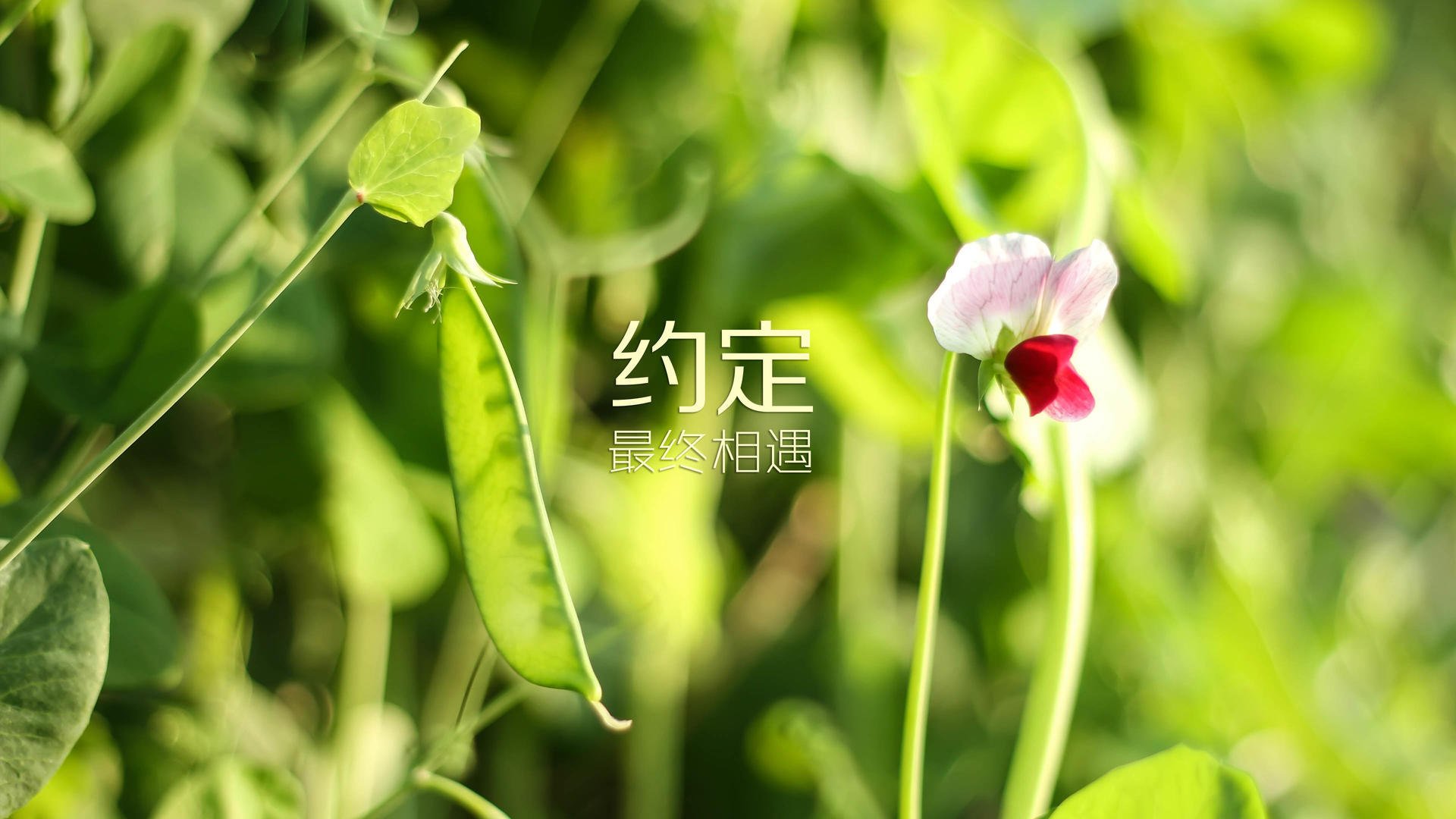 九游娱乐下载-中国足球球员出球选择模式可视化，中国足球出线阵容