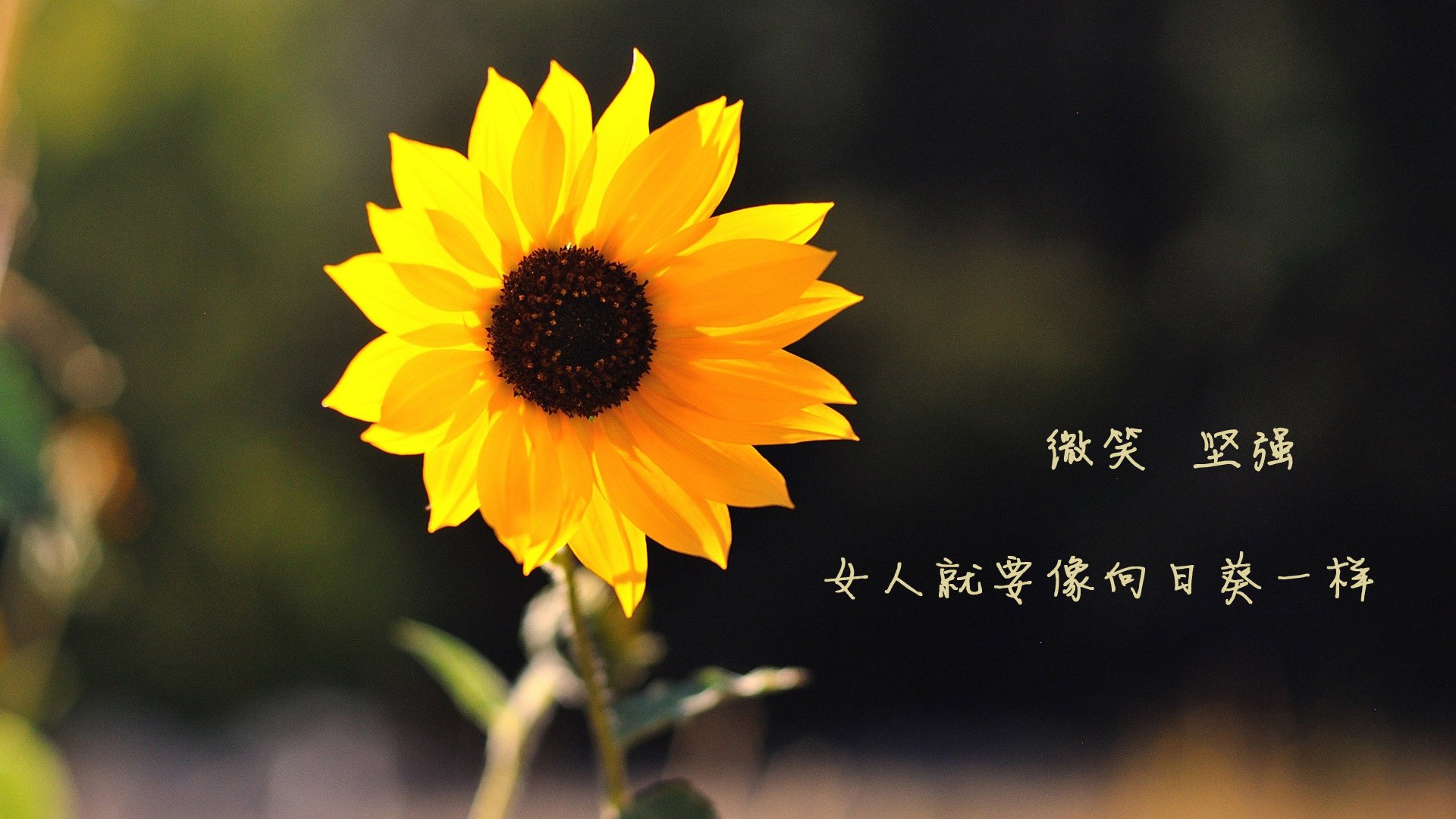 九游官网入口-国足技战术内容实战转化成功率，国足技术指导