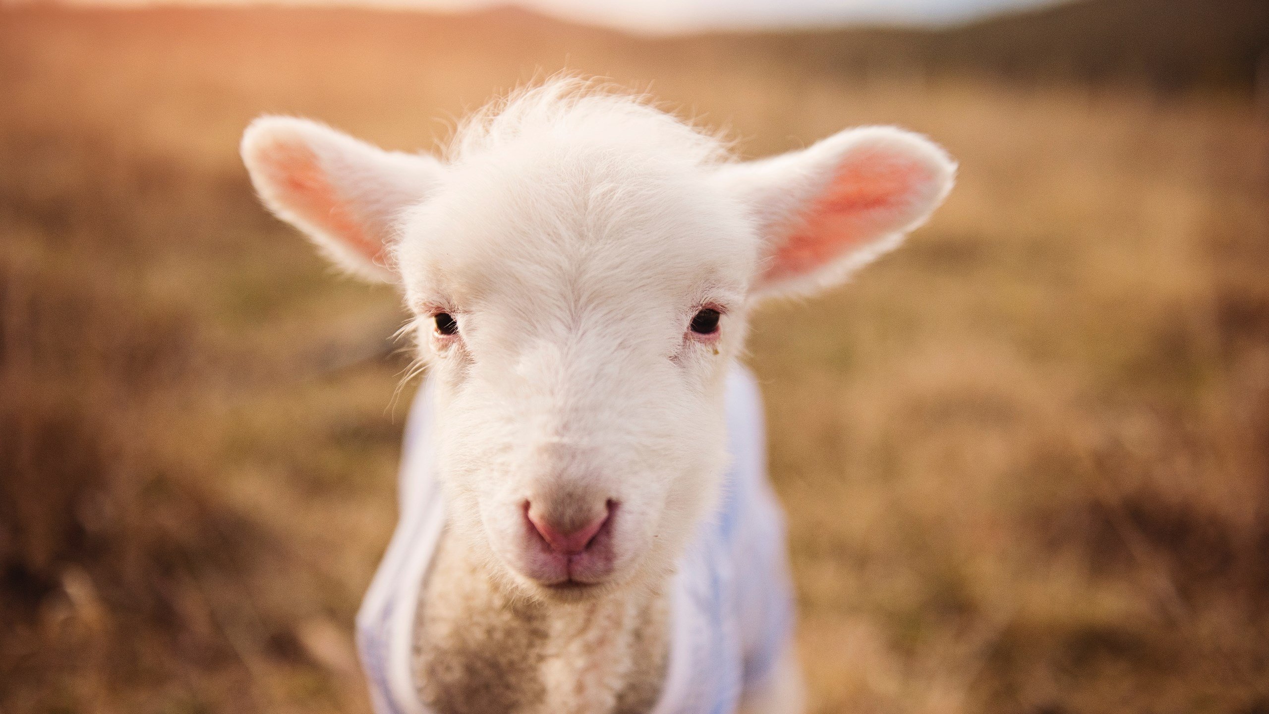 九游娱乐官方平台-布努续约谈判已进入最后阶段，布努克斯