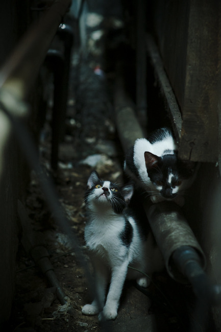 九游娱乐-中国足球职业俱乐部赛事营销策略创新多样,国内外足球俱乐部运营对比